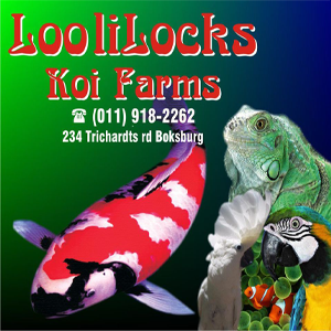 Loolilocks_Koi_Farms